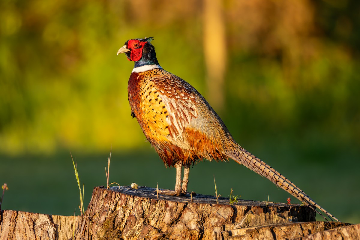 Ring-necked Pheasant - ML617413688