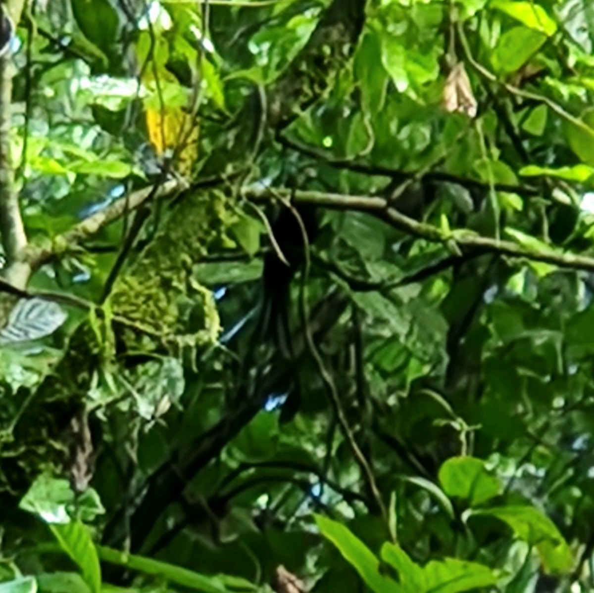 Greater Racket-tailed Drongo - Octavianti Puspita