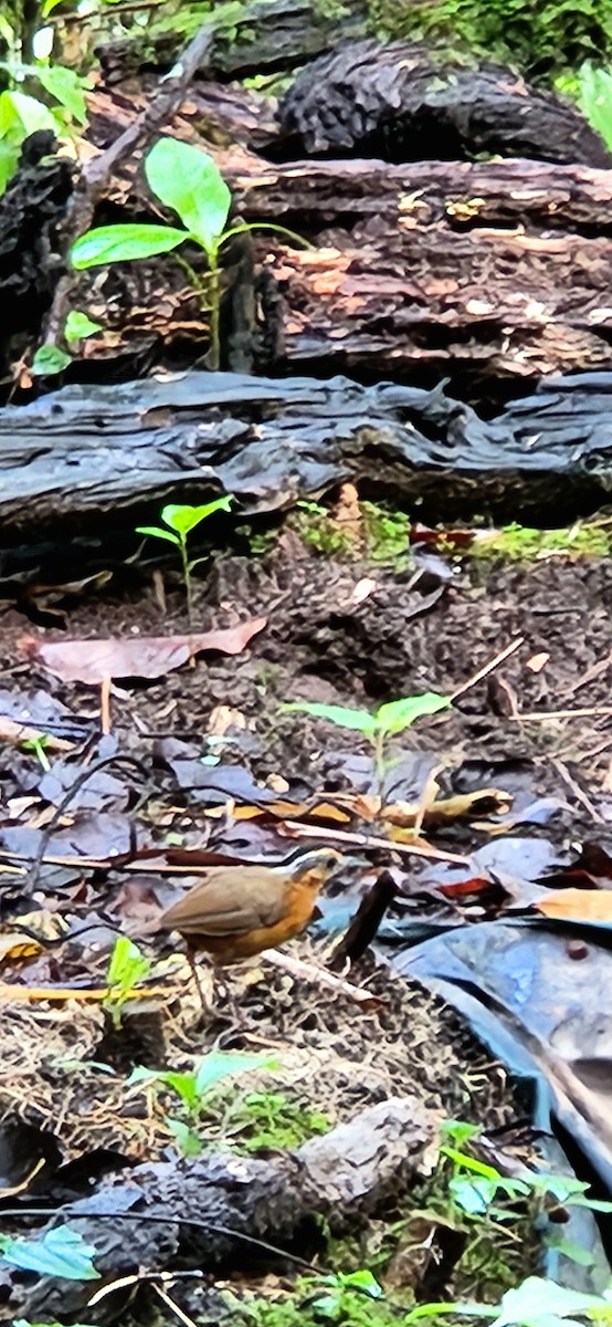 Javan Black-capped Babbler - ML617413717