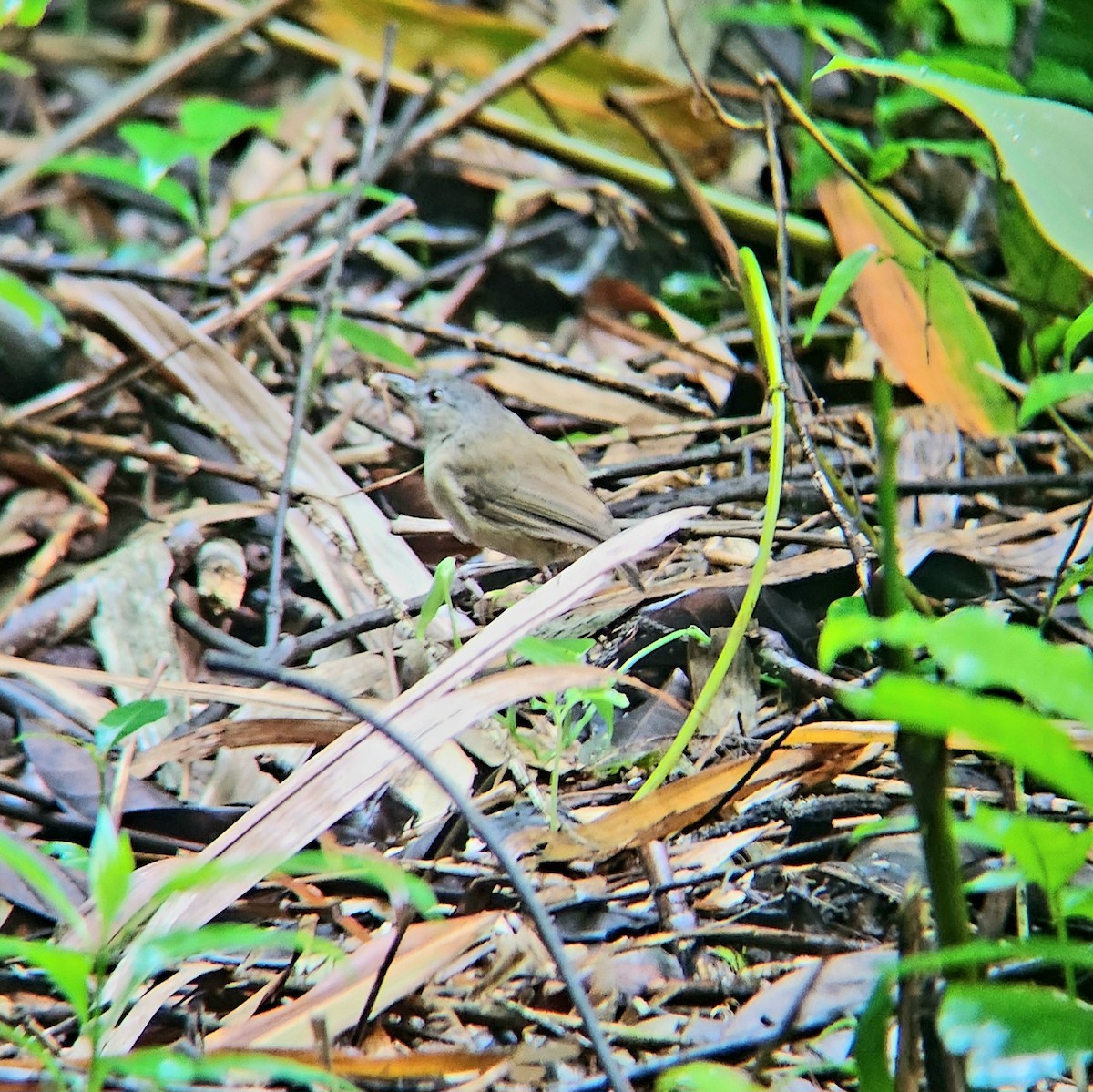 Horsfield's Babbler - ML617413748