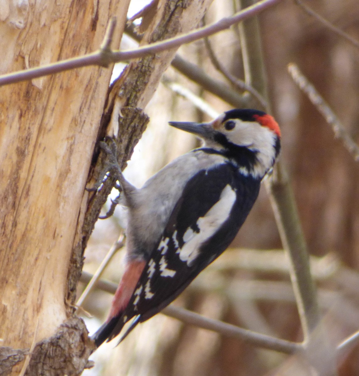 Syrian Woodpecker - ML617413796