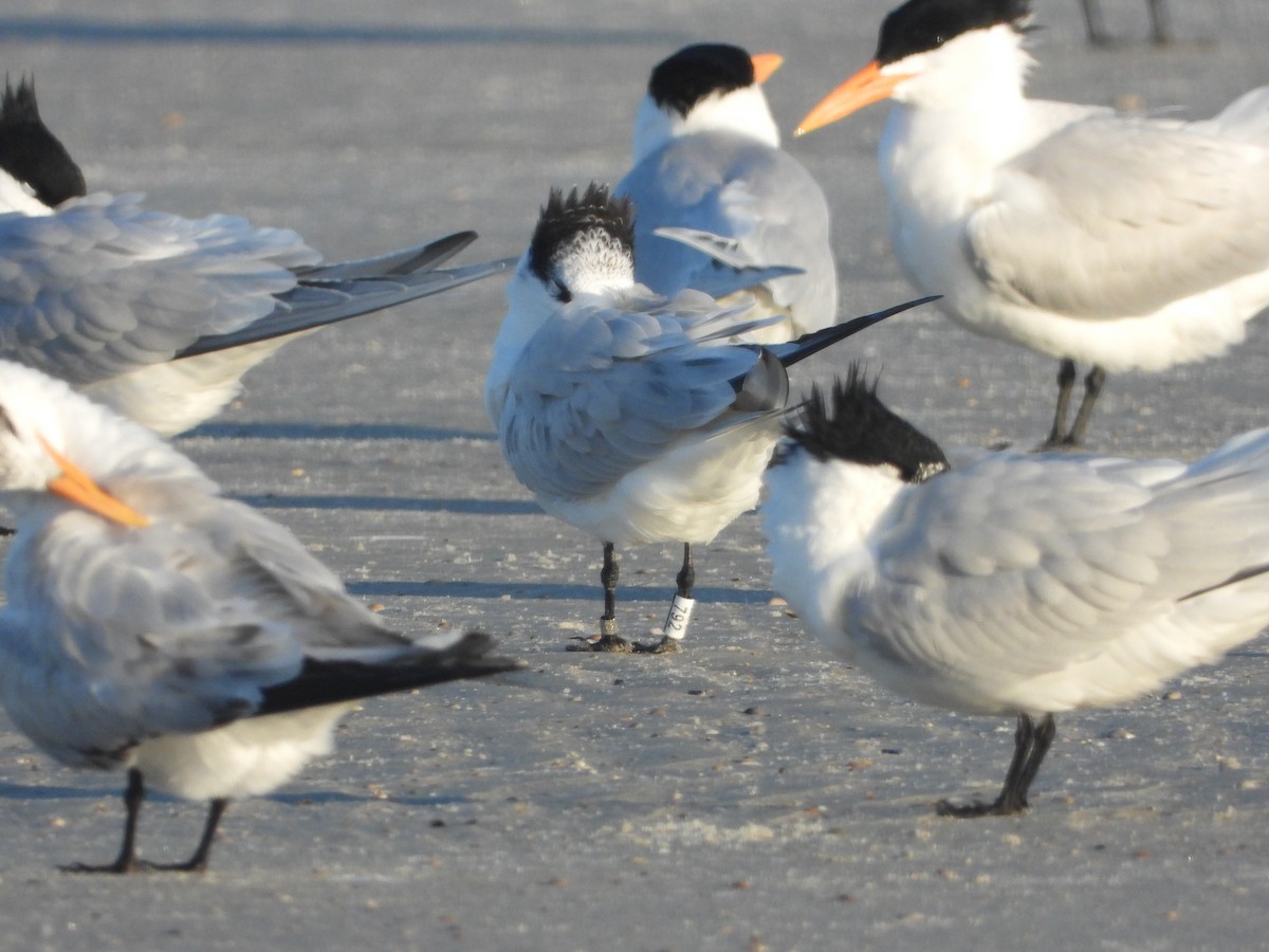 Royal Tern - Brett Moyer