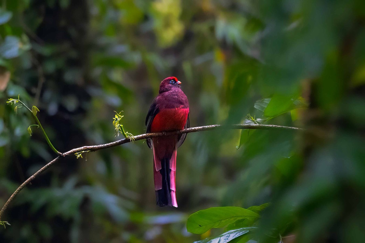 trogon růžovoocasý - ML617413851