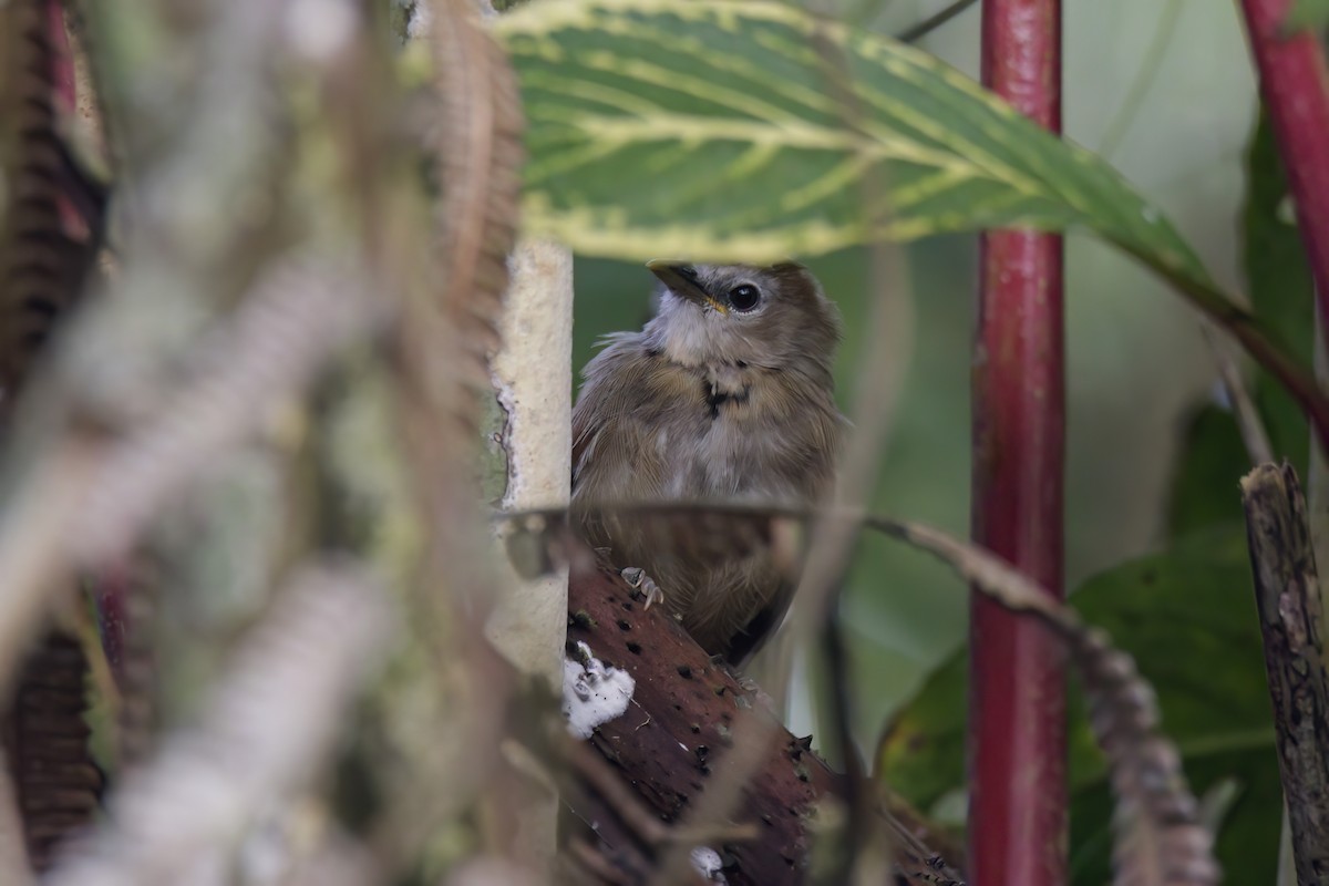 Crescent-chested Babbler - ML617413857