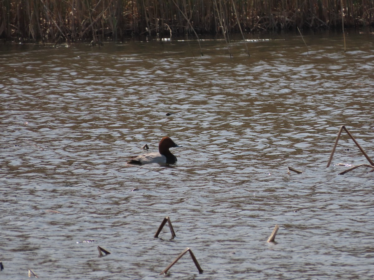 Common Pochard - ML617413874