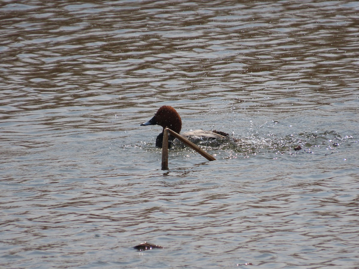 Common Pochard - ML617413875