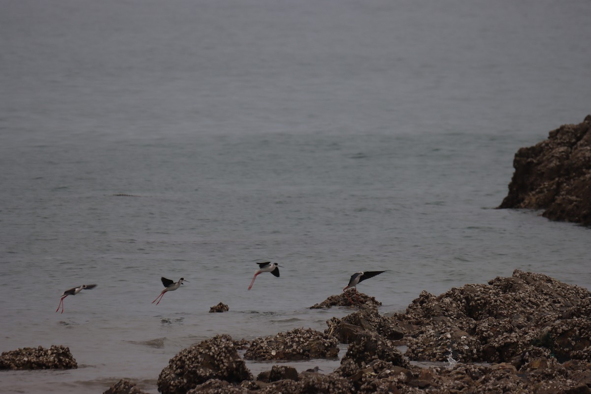 Black-winged Stilt - ML617413896