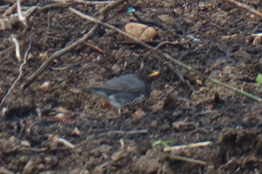 Japanese Thrush - ML617413899