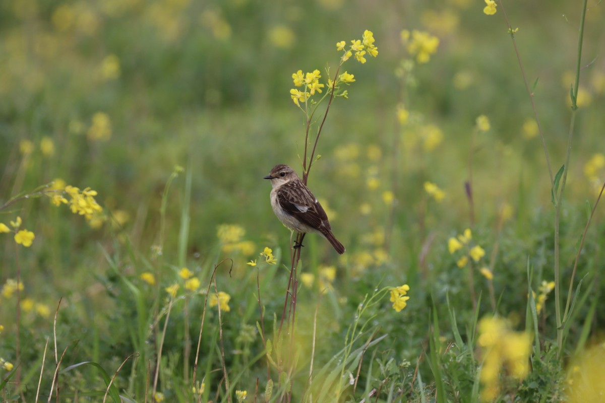 Amur Stonechat - ML617413904