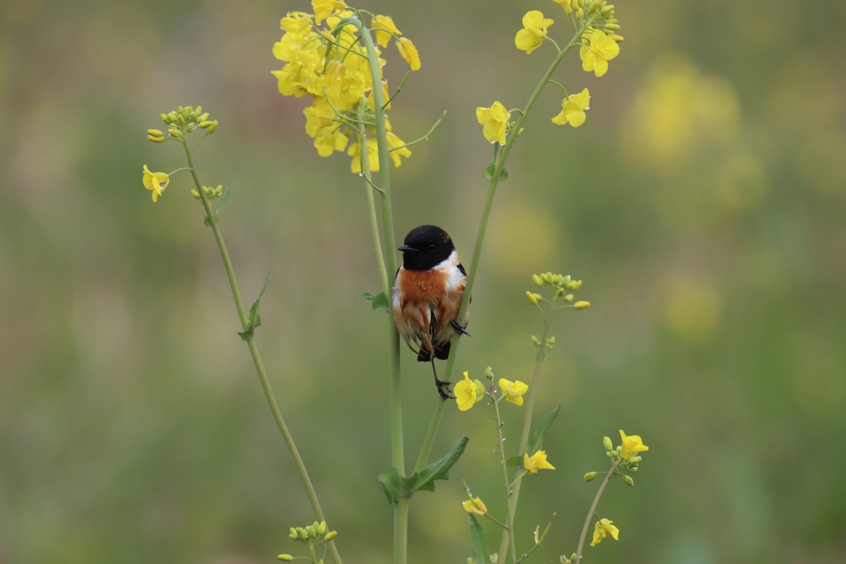 Amur Stonechat - ML617413905