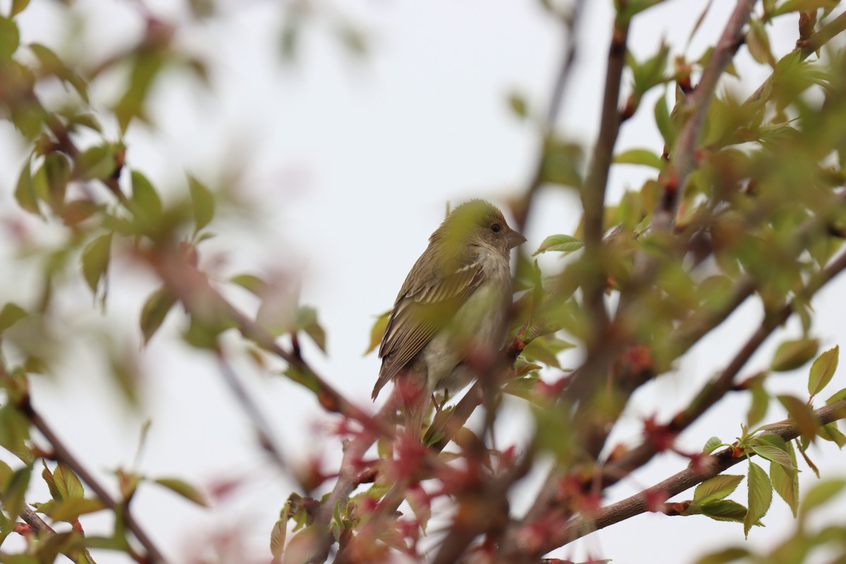 Common Rosefinch - ML617413913