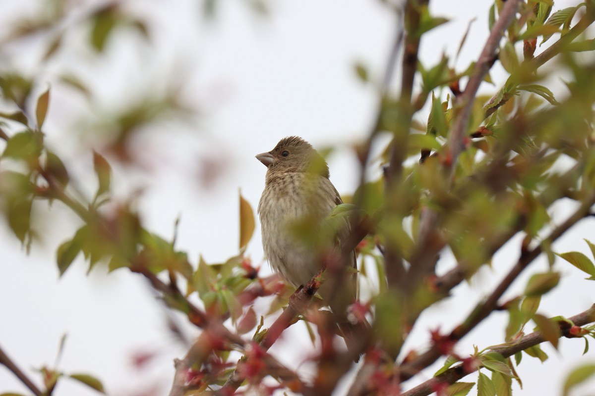 Common Rosefinch - ML617413914