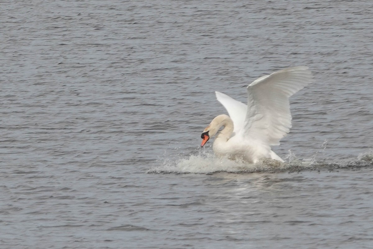 Mute Swan - Robert Wright