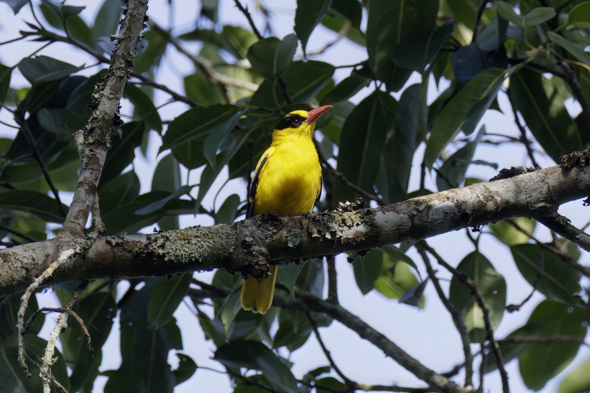 Black-naped Oriole - ML617413969