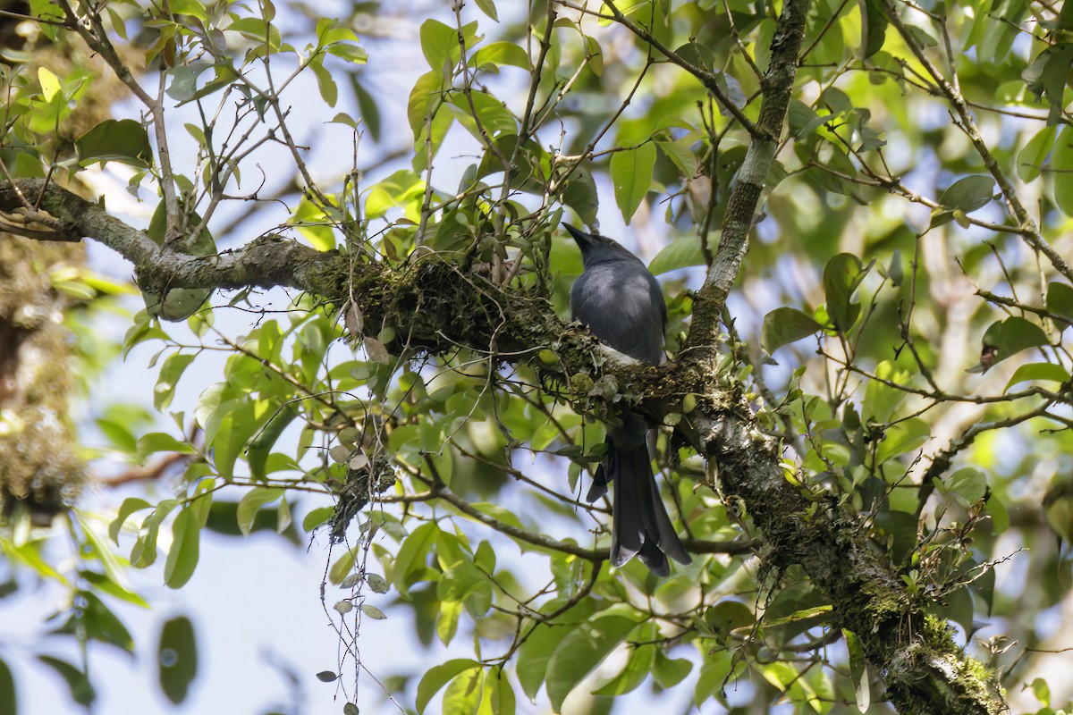 Kül Rengi Drongo - ML617413971