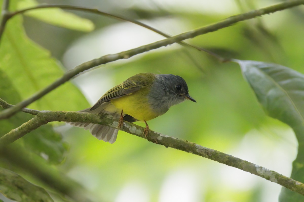 Gray-headed Canary-Flycatcher - ML617413978