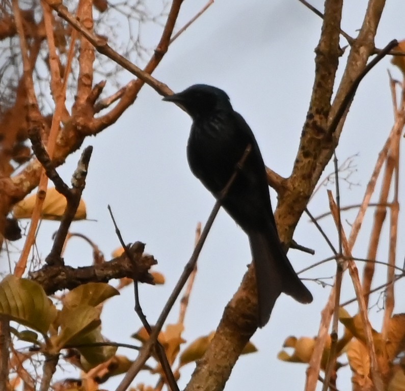 drongo sp. - ML617414032