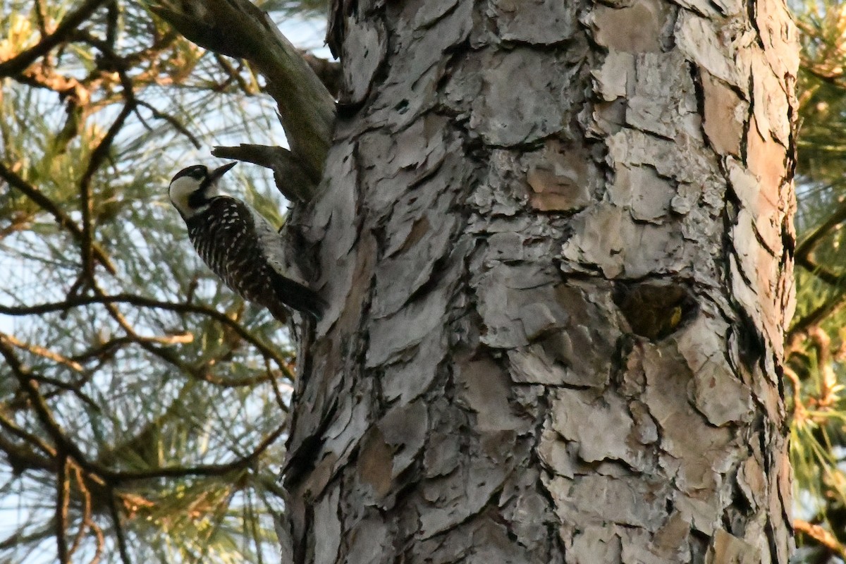 Red-cockaded Woodpecker - ML617414054