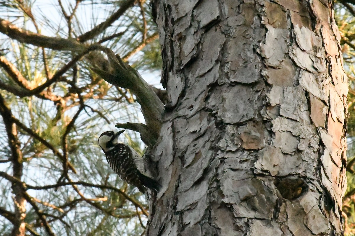 Red-cockaded Woodpecker - ML617414055