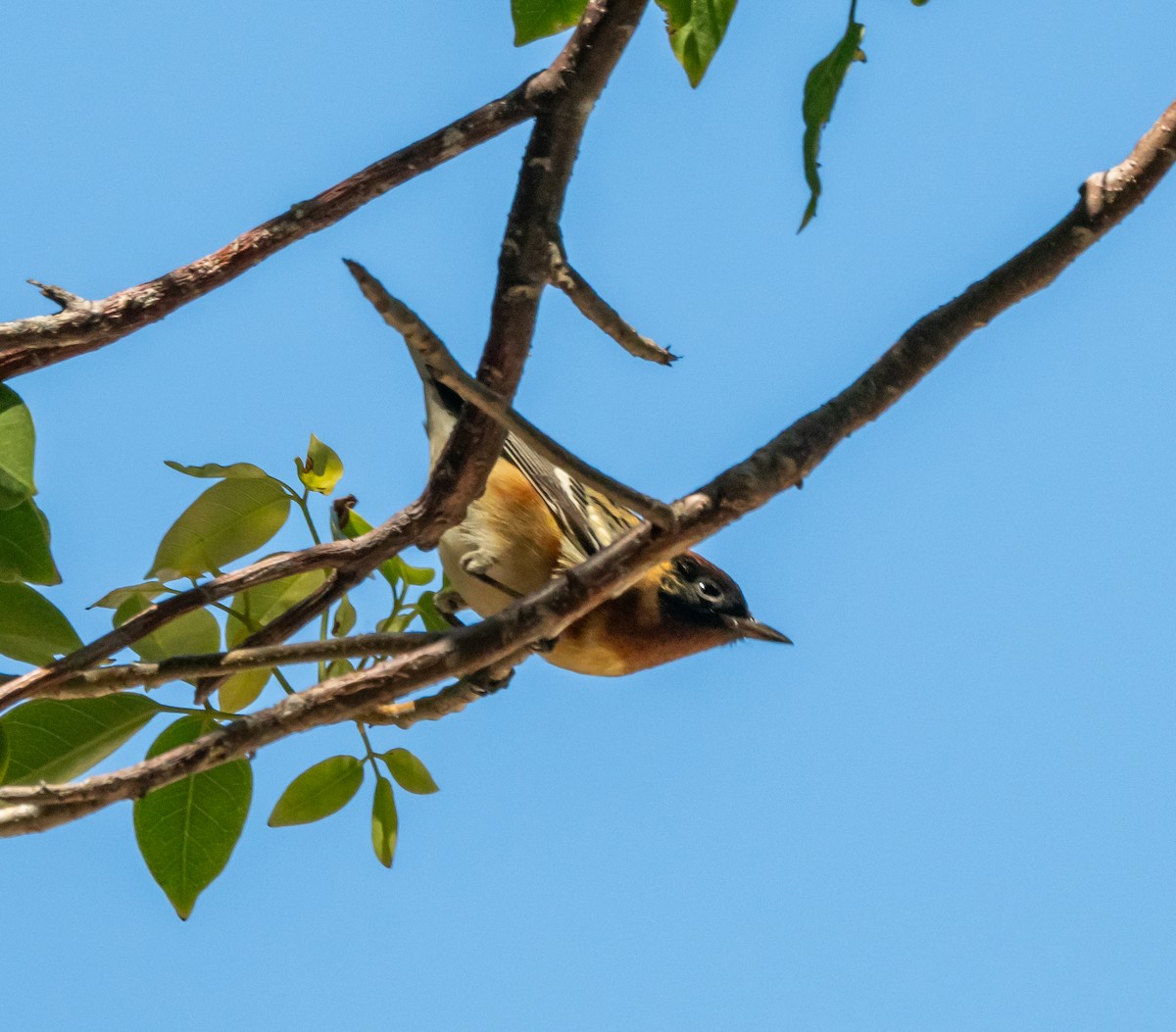 Bay-breasted Warbler - ML617414070