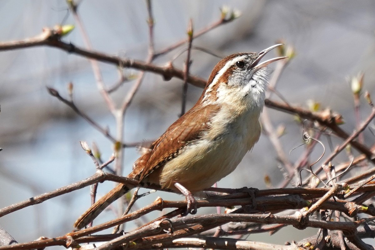 Carolina Wren - ML617414076