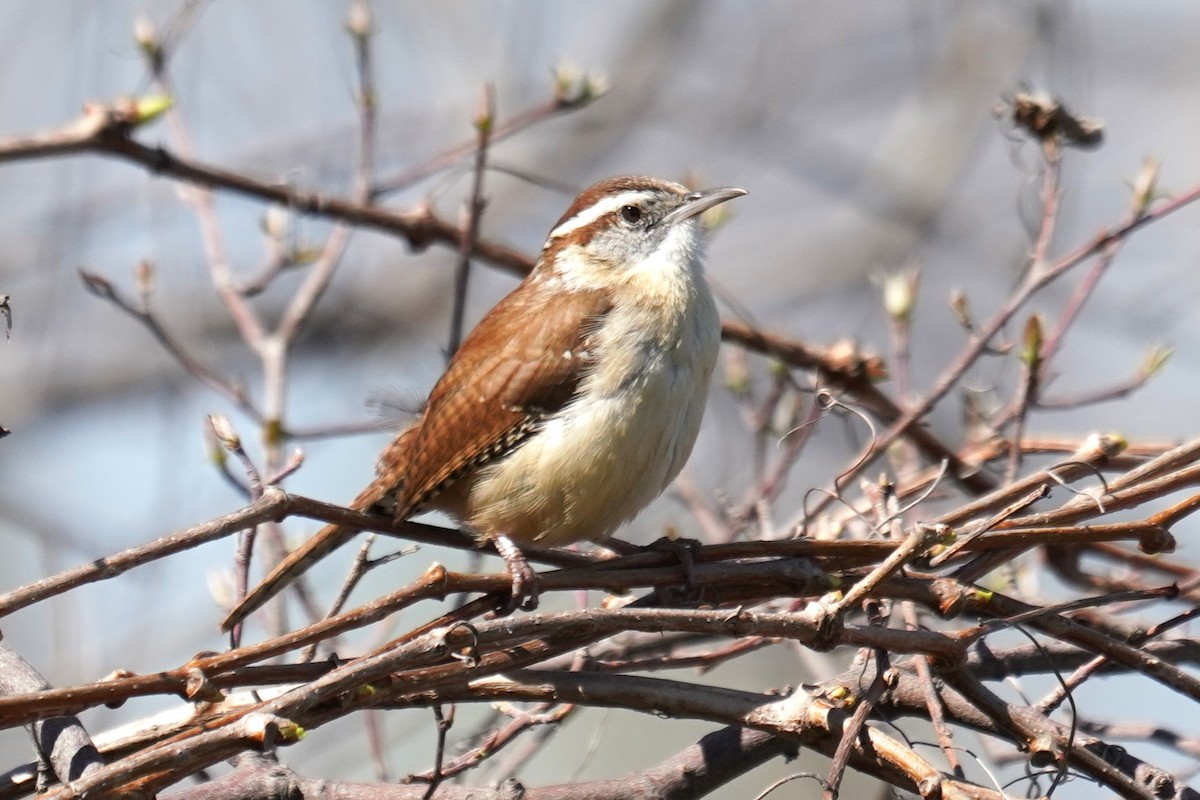 Carolina Wren - ML617414077