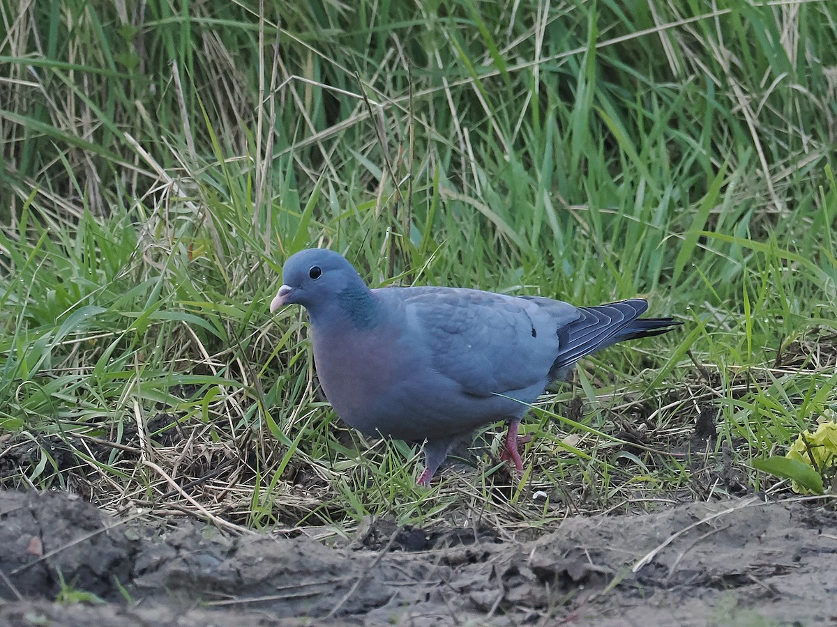 Голуб-синяк - ML617414150