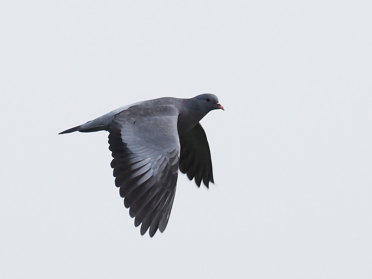 Pigeon colombin - ML617414151
