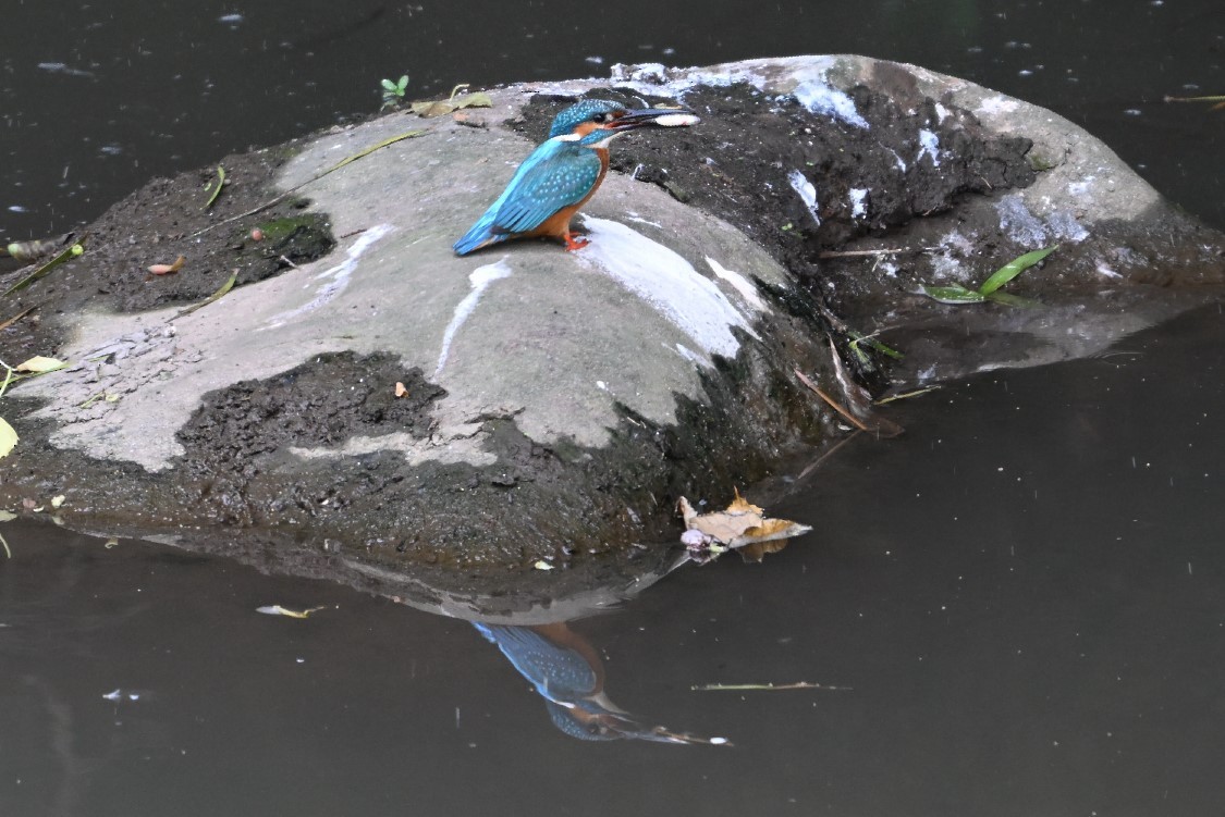 Common Kingfisher - ML617414153