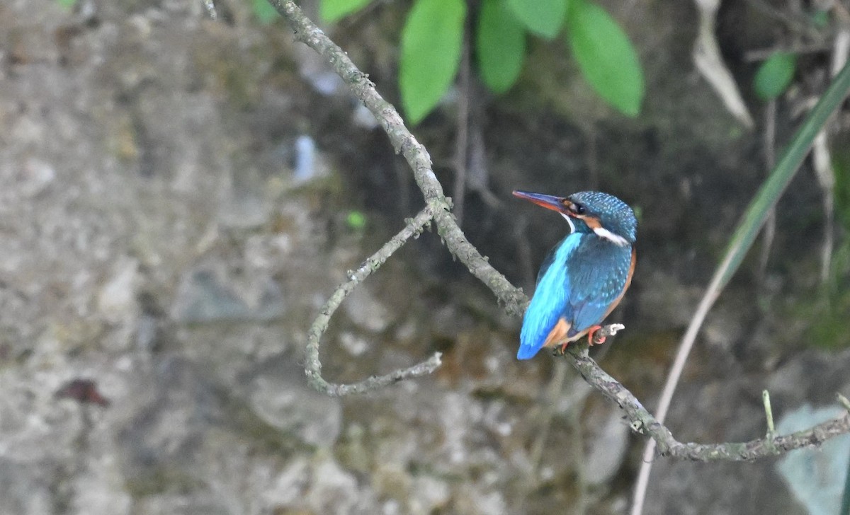 Common Kingfisher - Blue JOE