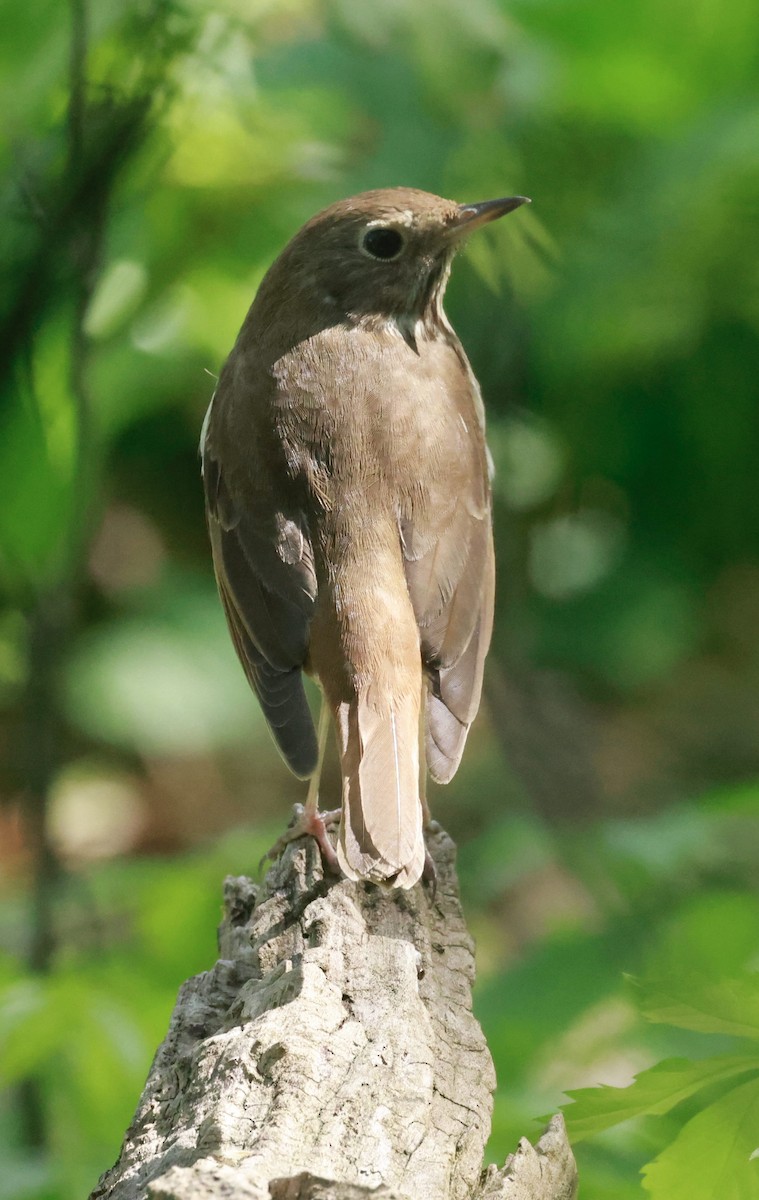 Hermit Thrush - Jeff Skevington