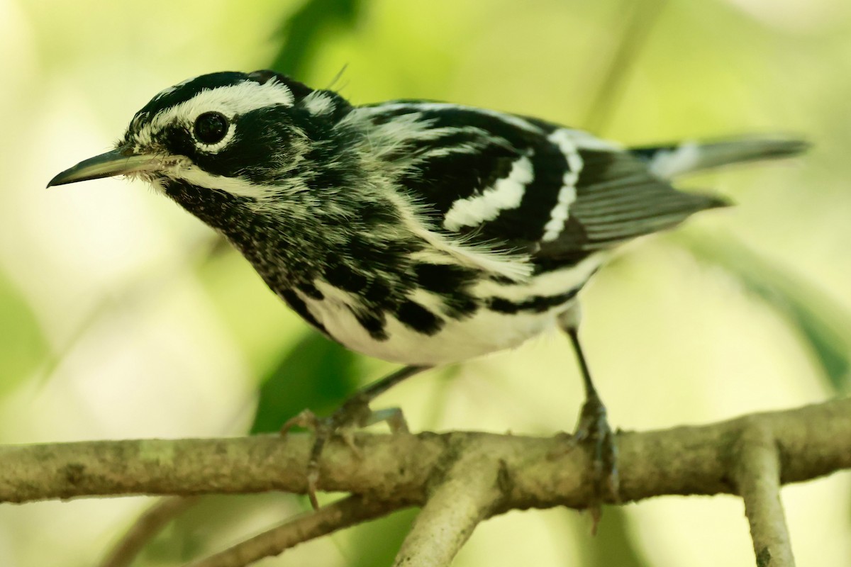 Black-and-white Warbler - Jeff Skevington