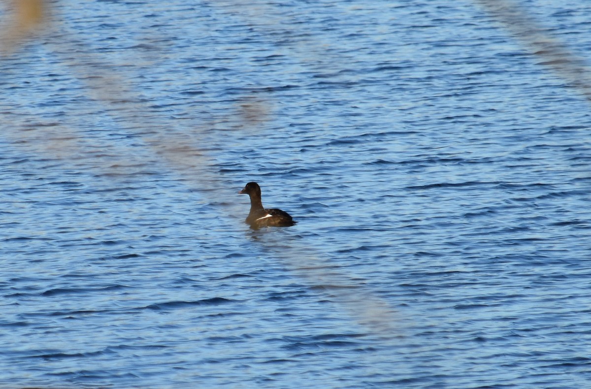 White-winged Scoter - ML617414224