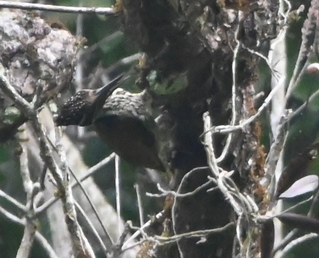 Greater/Common Flameback - ML617414239