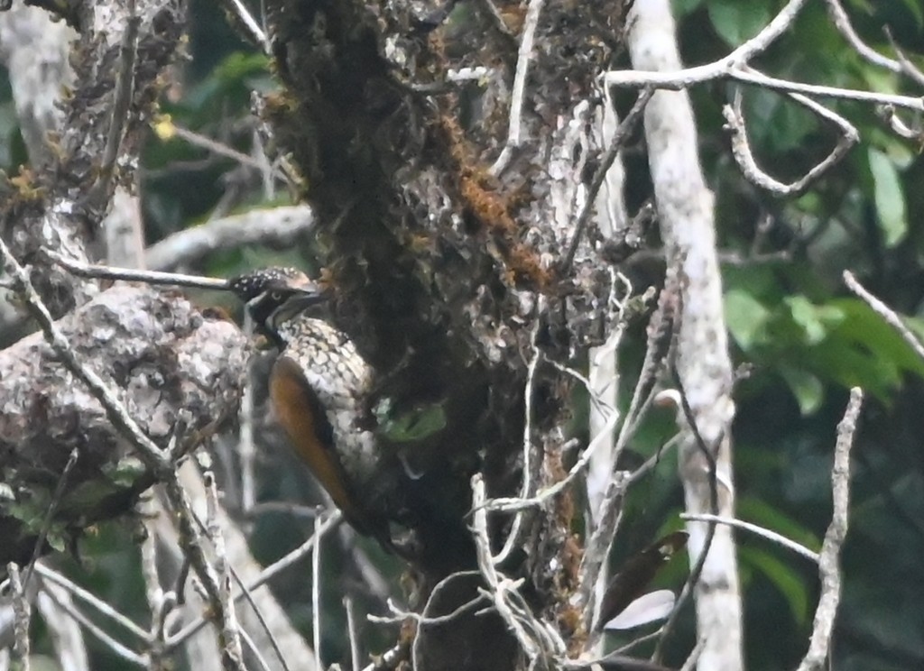 Greater/Common Flameback - ML617414240