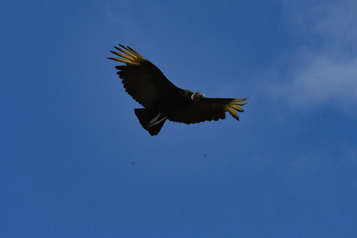 Black Vulture - ML617414269