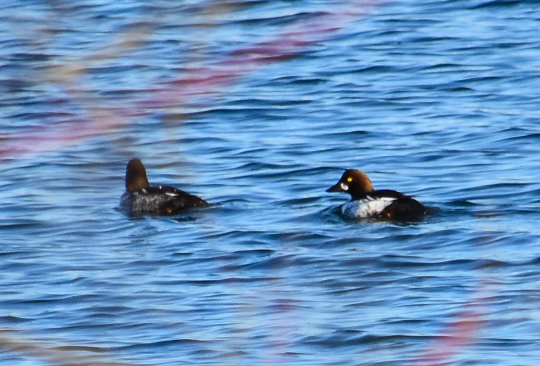 Common Goldeneye - ML617414333