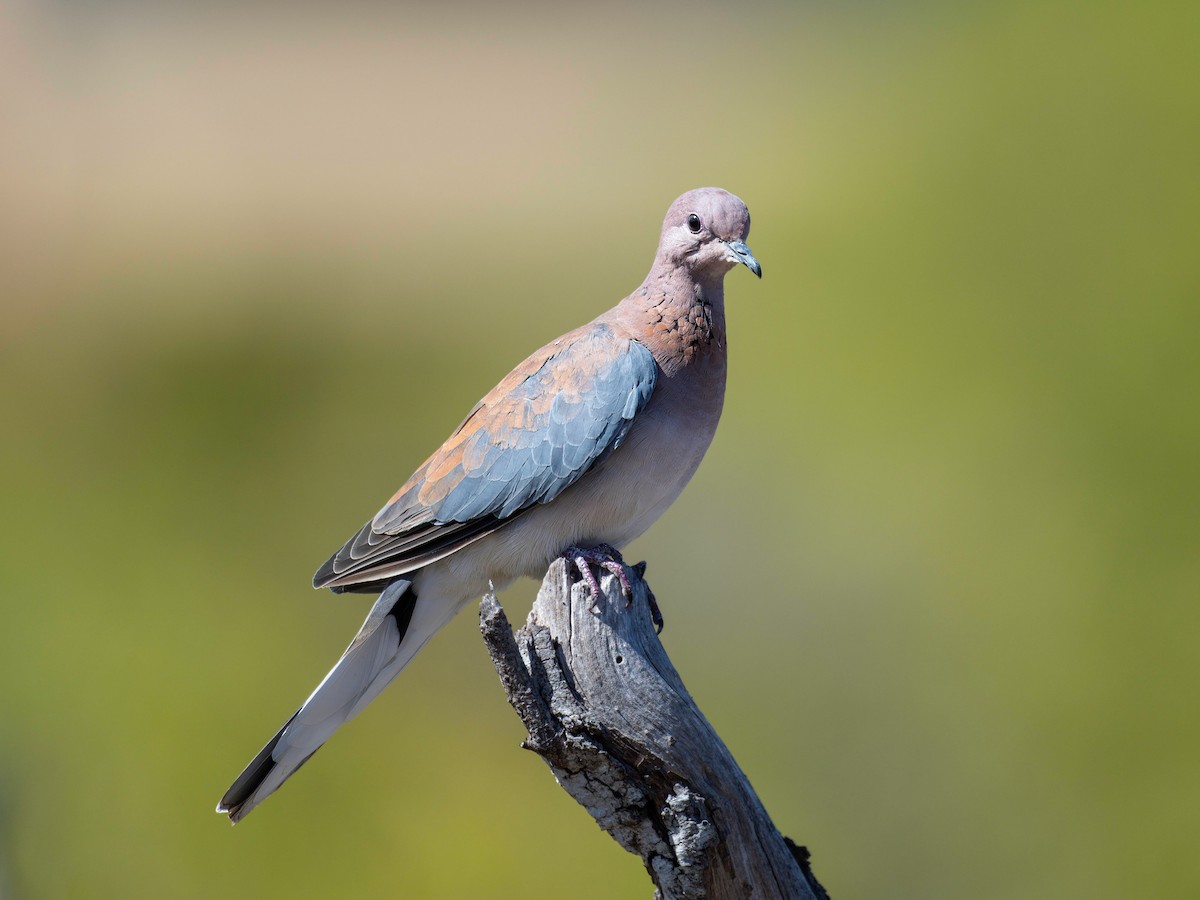 Laughing Dove - ML617414334
