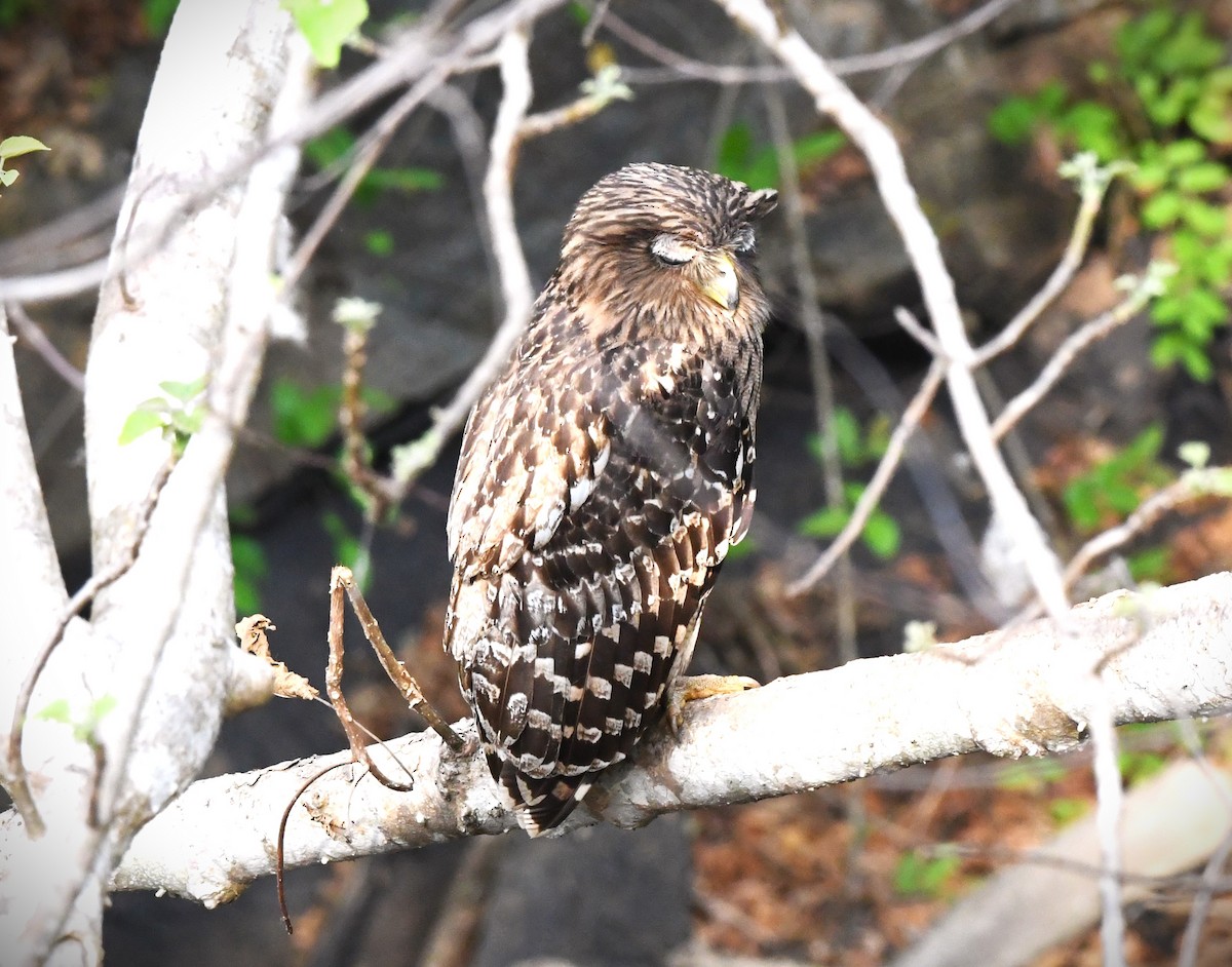 Brown Fish-Owl - ML617414346