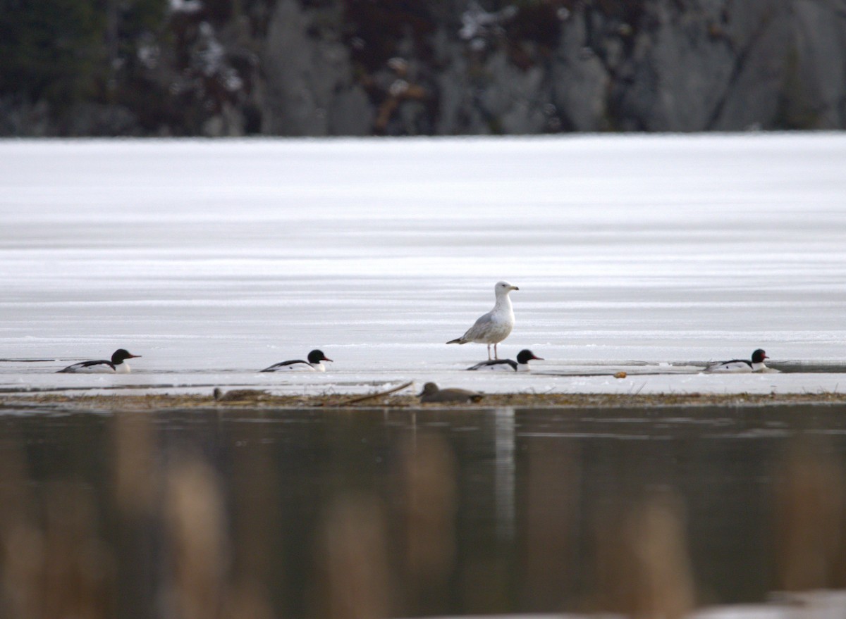 Common Merganser - ML617414410