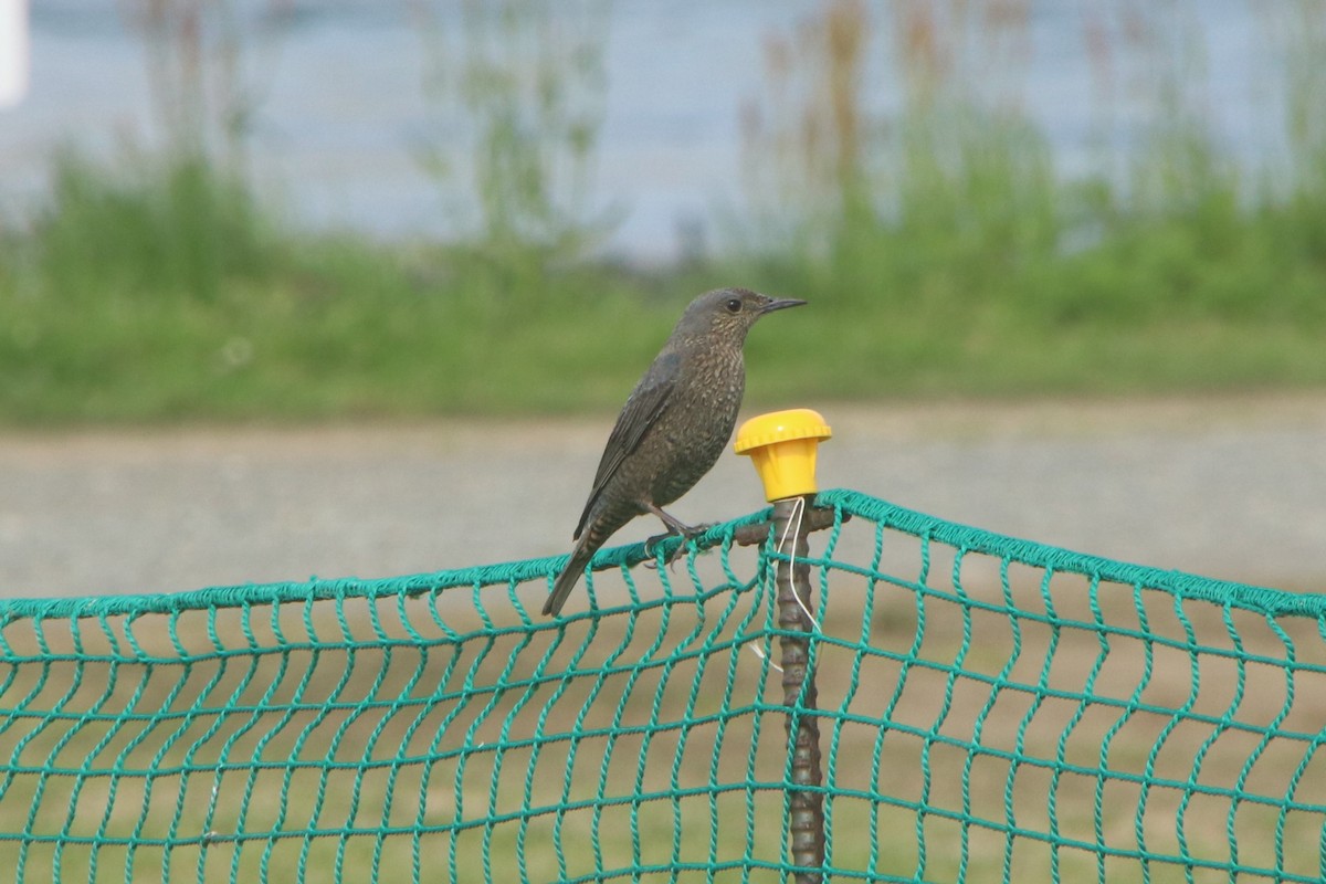 Blue Rock-Thrush (philippensis) - Johnny Robertson