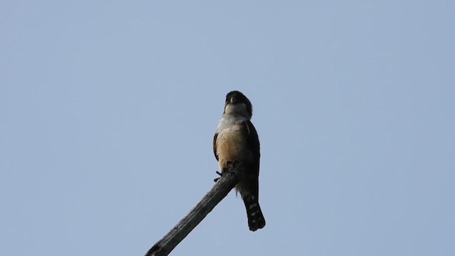 Black-thighed Falconet - ML617414506