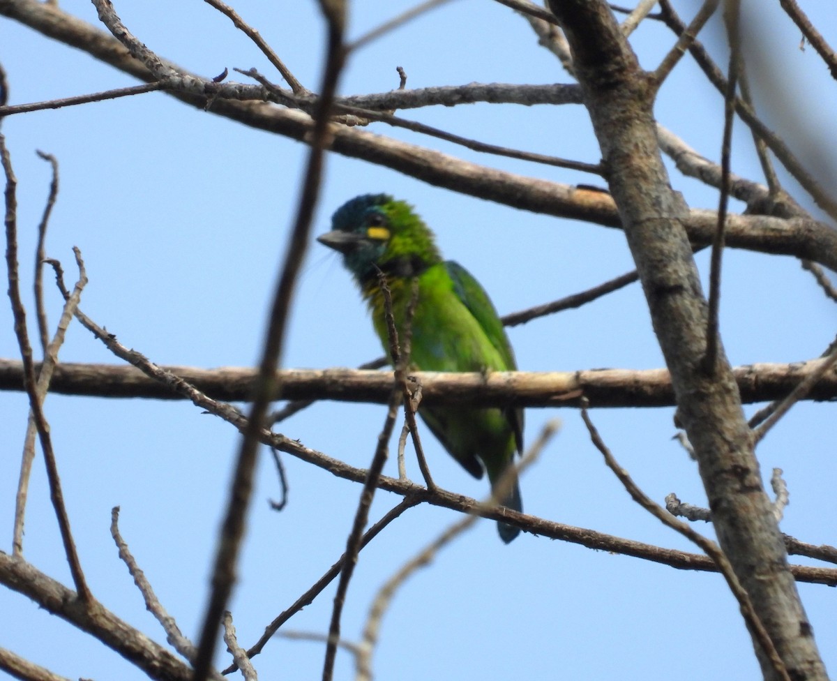 Yellow-eared Barbet - ML617414509