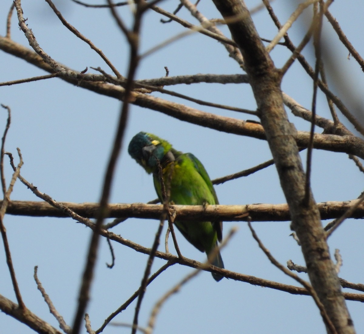 Küçük Yeşil Barbet - ML617414511