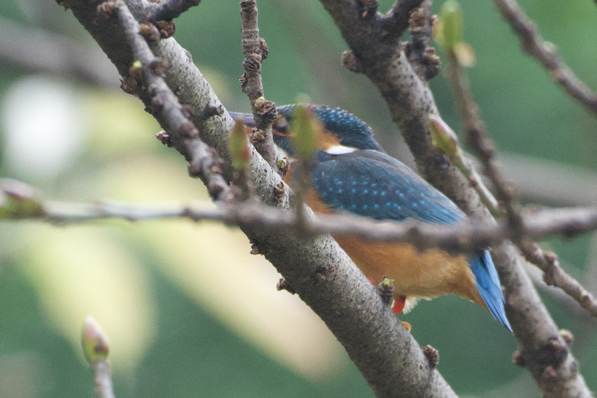 Common Kingfisher - ML617414520