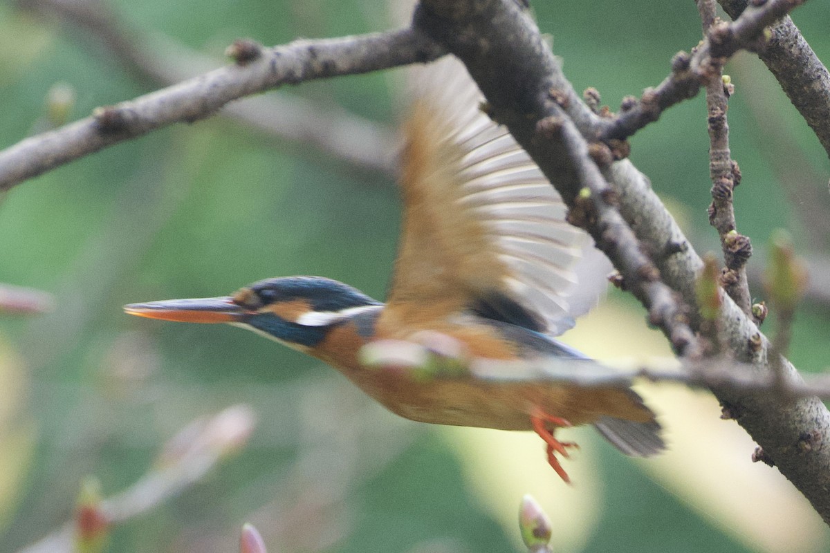 Common Kingfisher - ML617414521