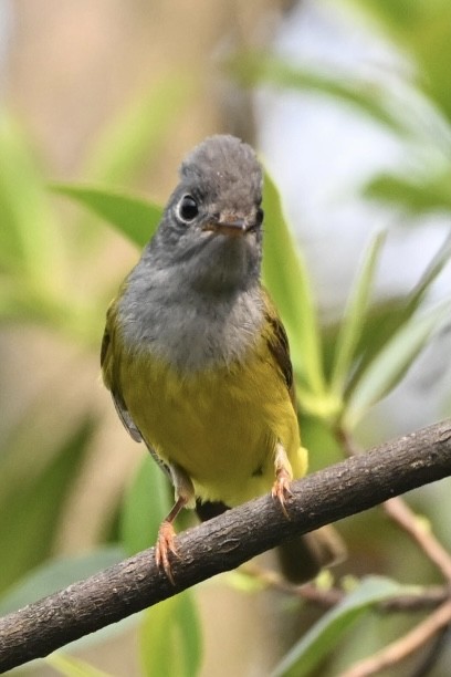 Gray-headed Canary-Flycatcher - ML617414544