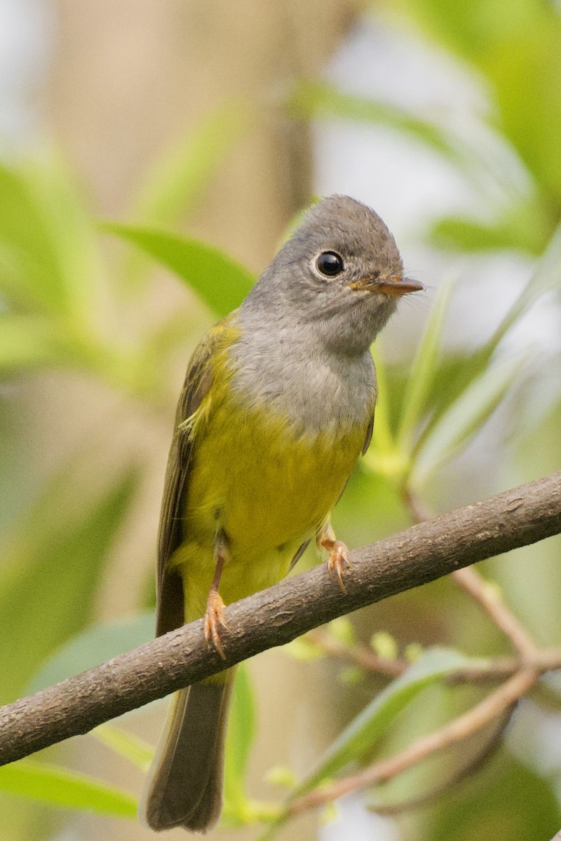 Gray-headed Canary-Flycatcher - ML617414545