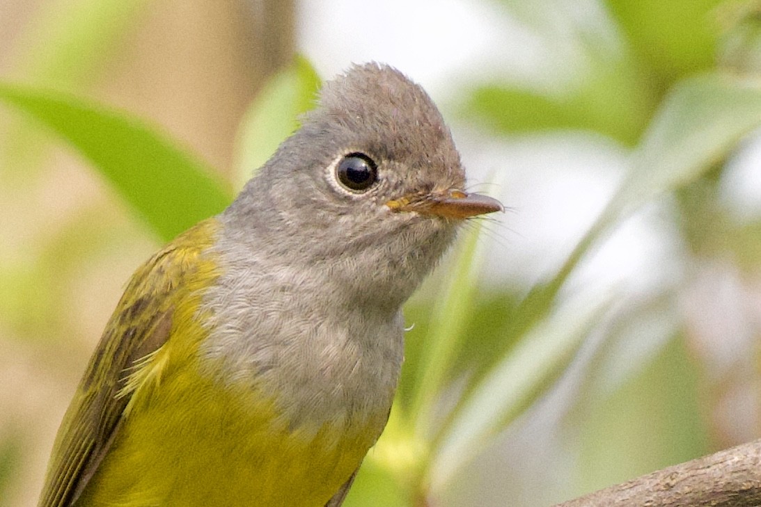 Gray-headed Canary-Flycatcher - ML617414546