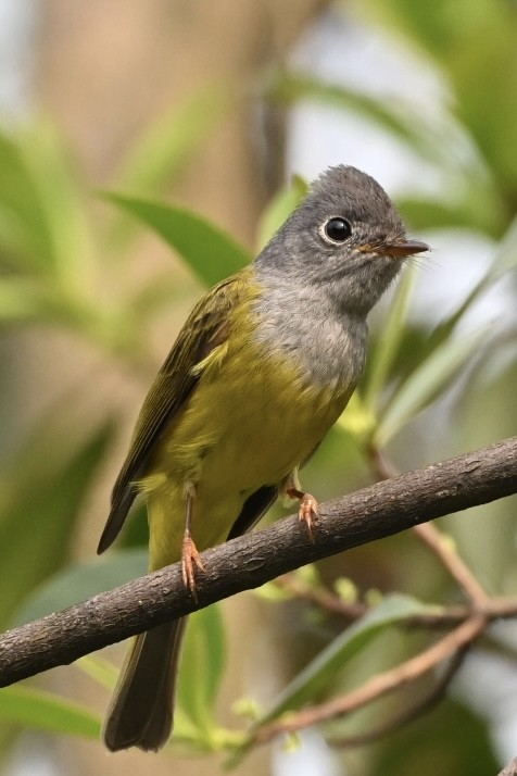 Gray-headed Canary-Flycatcher - ML617414547